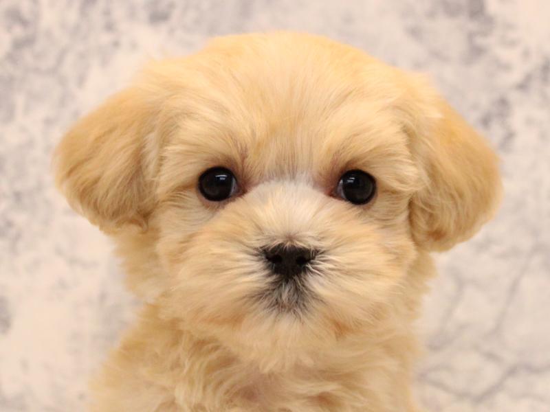 佐賀県のマルプー(マルチーズ×プードル) (ワンラブゆめタウン佐賀店/2025年10月13日生まれ/女の子/アプリコット)の子犬の1枚目の画像