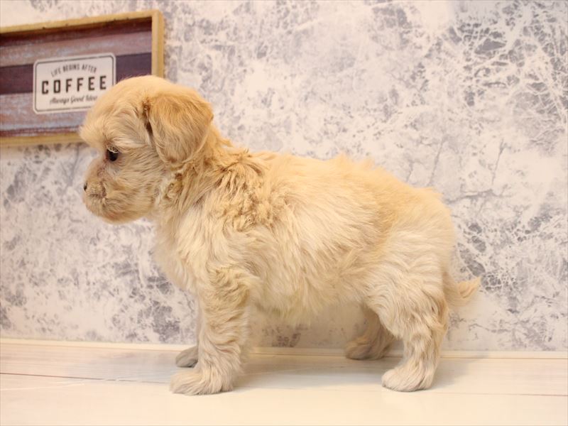 佐賀県のマルプー(マルチーズ×プードル) (ワンラブゆめタウン佐賀店/2025年10月13日生まれ/女の子/アプリコット)の子犬の3枚目の画像