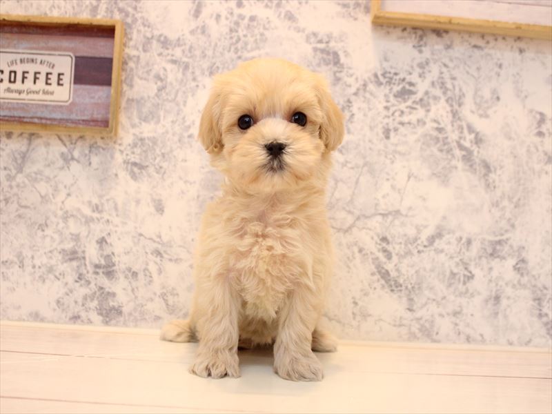 佐賀県のマルプー(マルチーズ×プードル) (ワンラブゆめタウン佐賀店/2025年10月13日生まれ/女の子/アプリコット)の子犬の2枚目の画像