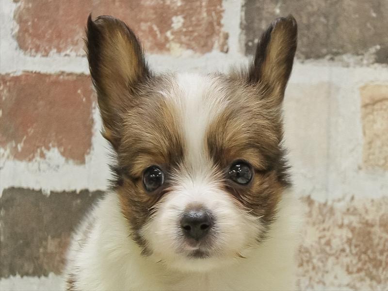 滋賀県のパピヨン (ワンラブピエリ守山店/2025年10月14日生まれ/女の子/ホワイトブラウン)の子犬の1枚目の画像