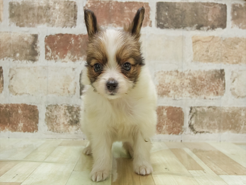 滋賀県のパピヨン (ワンラブピエリ守山店/2025年10月14日生まれ/女の子/ホワイトブラウン)の子犬の3枚目の画像