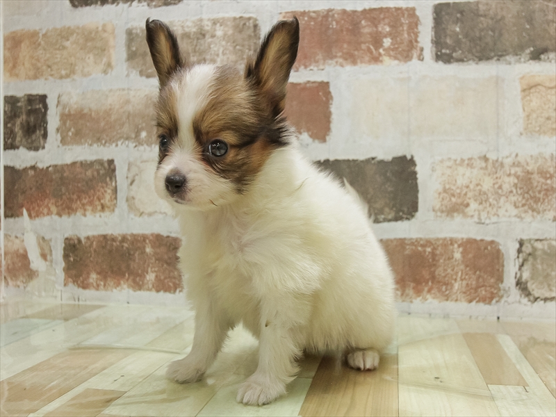 滋賀県のパピヨン (ワンラブピエリ守山店/2025年10月14日生まれ/女の子/ホワイトブラウン)の子犬の2枚目の画像