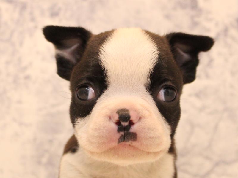 埼玉県のボストンテリア (ワンラブ埼玉寄居店/2025年10月12日生まれ/男の子/ボストンカラー)の子犬の1枚目の画像