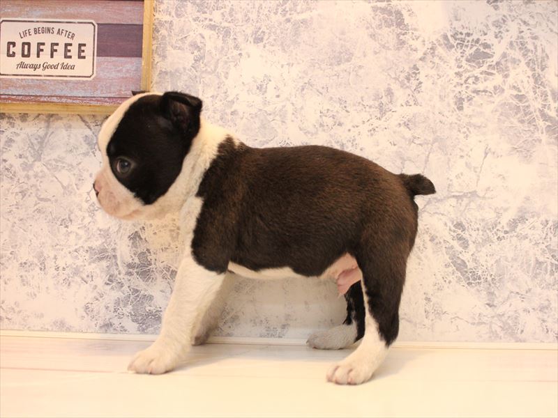 埼玉県のボストンテリア (ワンラブ埼玉寄居店/2025年10月12日生まれ/男の子/ボストンカラー)の子犬の3枚目の画像