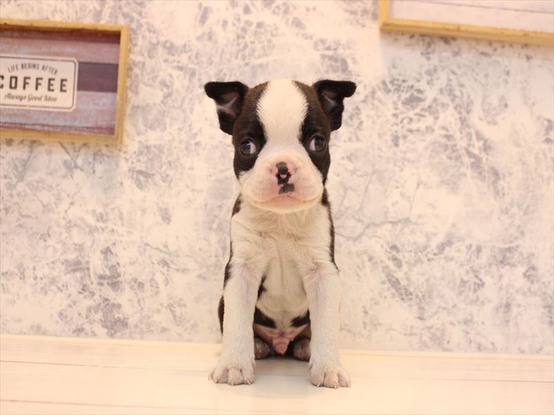 埼玉県のボストンテリア (ワンラブ埼玉寄居店/2025年10月12日生まれ/男の子/ボストンカラー)の子犬の2枚目の画像