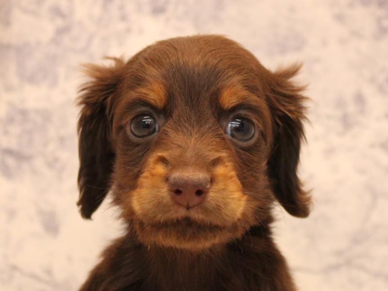 埼玉県のミニチュアダックスフンド(ロング) (ワンラブ埼玉寄居店/2025年10月6日生まれ/女の子/チョコレートタン)の子犬の1枚目の画像