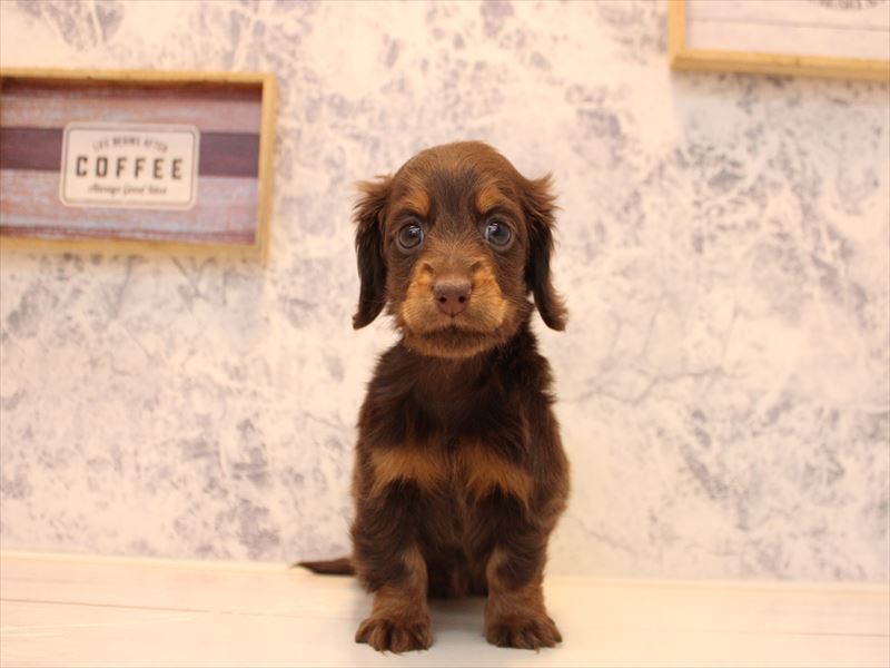 埼玉県のミニチュアダックスフンド(ロング) (ワンラブ埼玉寄居店/2025年10月6日生まれ/女の子/チョコレートタン)の子犬の2枚目の画像