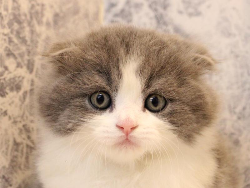 埼玉県のスコティッシュフォールド (ワンラブ埼玉寄居店/2025年10月14日生まれ/男の子/ブルーホワイト)の子猫の1枚目の画像