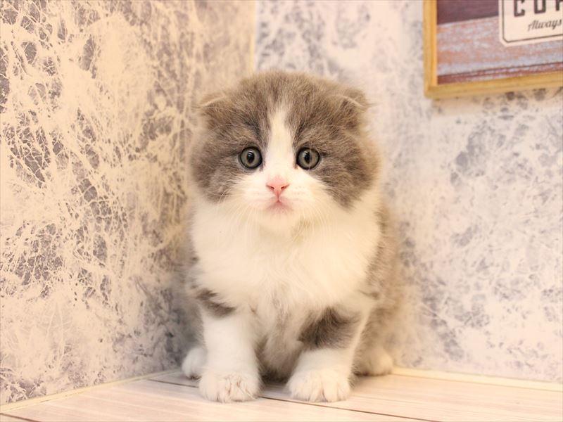 埼玉県のスコティッシュフォールド (ワンラブ埼玉寄居店/2025年10月14日生まれ/男の子/ブルーホワイト)の子猫の3枚目の画像