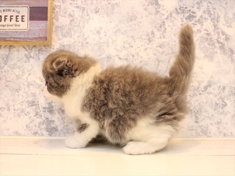 埼玉県のスコティッシュフォールド (ワンラブ埼玉寄居店/2025年10月14日生まれ/男の子/ブルーホワイト)の子猫の2枚目の画像