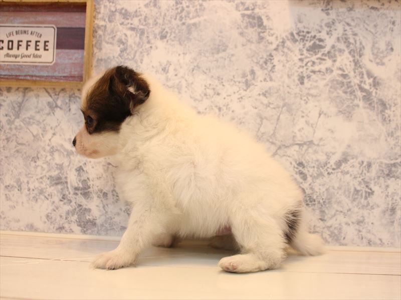 福岡県のパピヨン (ワンラブ福岡総本店/2025年10月13日生まれ/男の子/ホワイトブラウン)の子犬の3枚目の画像