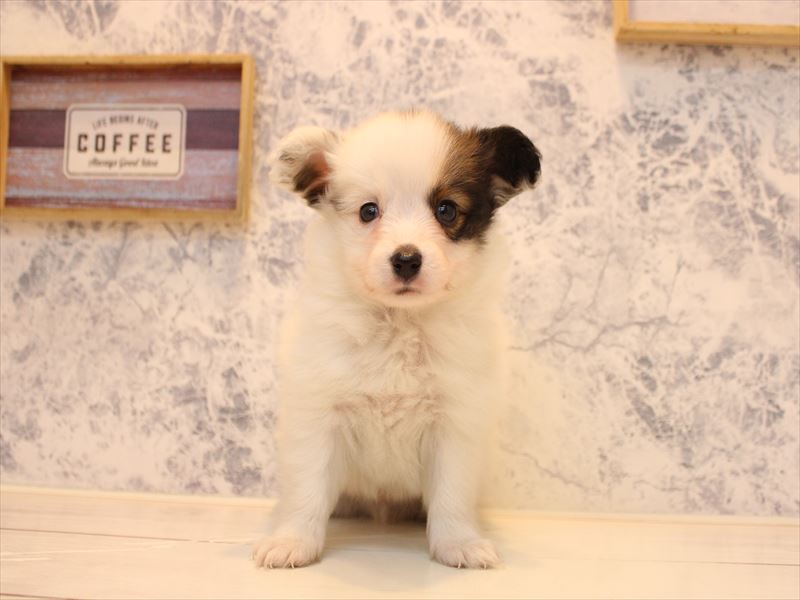 福岡県のパピヨン (ワンラブ福岡総本店/2025年10月13日生まれ/男の子/ホワイトブラウン)の子犬の2枚目の画像