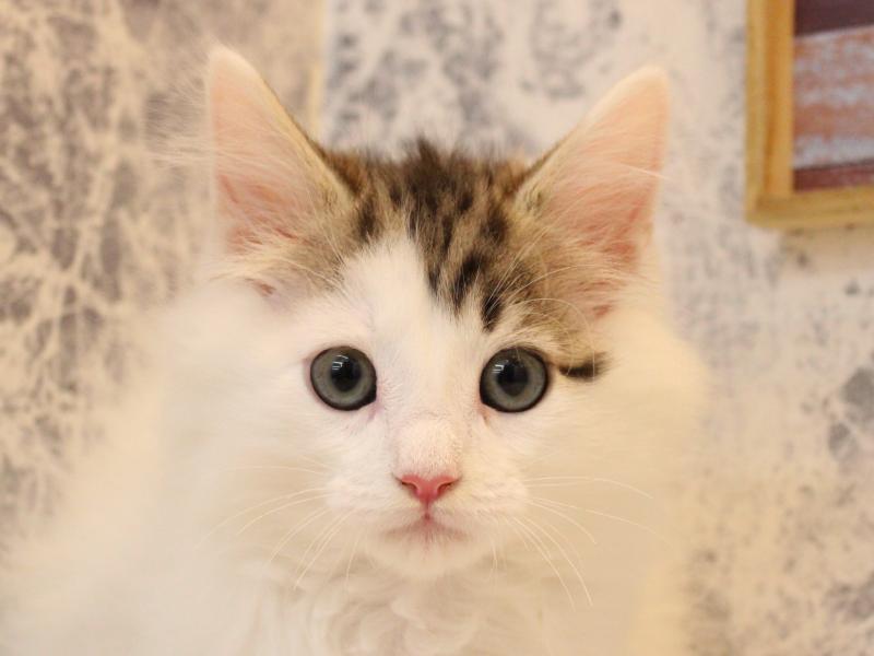 埼玉県のノルウェージャンフォレストキャット (ワンラブ埼玉寄居店/2025年10月10日生まれ/男の子/ブラウンタビーホワイト)の子猫の1枚目の画像