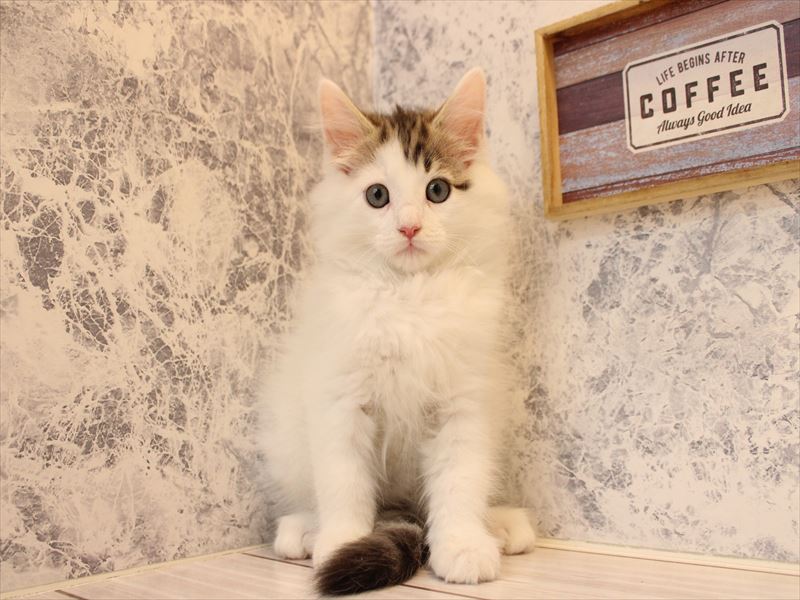 埼玉県のノルウェージャンフォレストキャット (ワンラブ埼玉寄居店/2025年10月10日生まれ/男の子/ブラウンタビーホワイト)の子猫の3枚目の画像