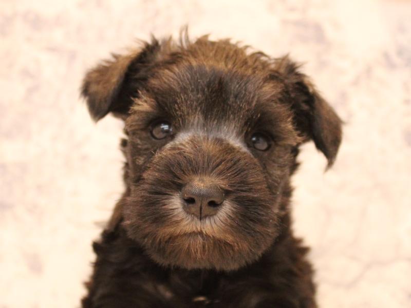 埼玉県のミニチュアシュナウザー (ワンラブカインズ朝霞店/2025年10月14日生まれ/男の子/ソルトペッパー)の子犬