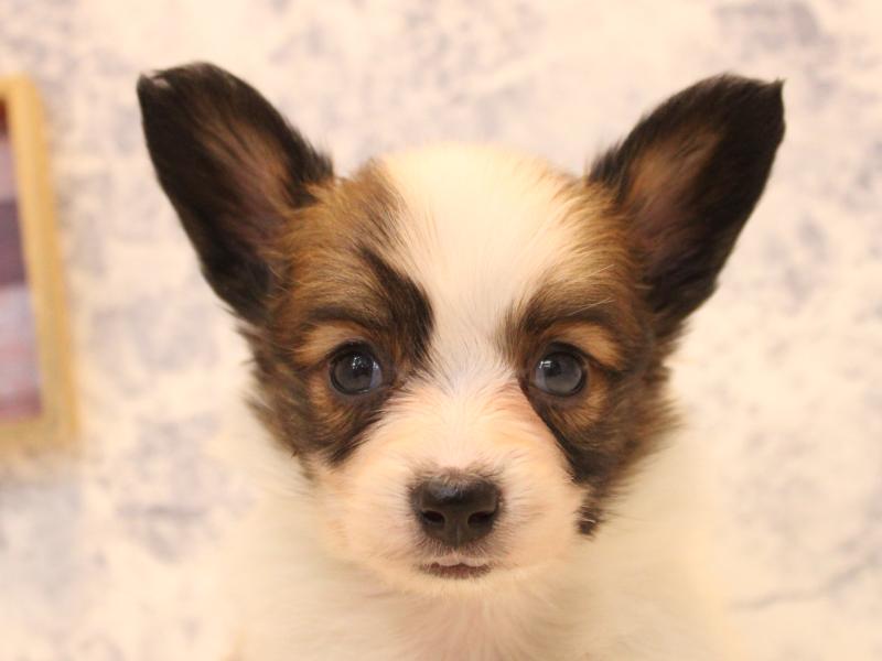 埼玉県のパピヨン (ワンラブ西武所沢ワルツ店/2025年10月14日生まれ/女の子/ホワイトブラウン)の子犬の1枚目の画像