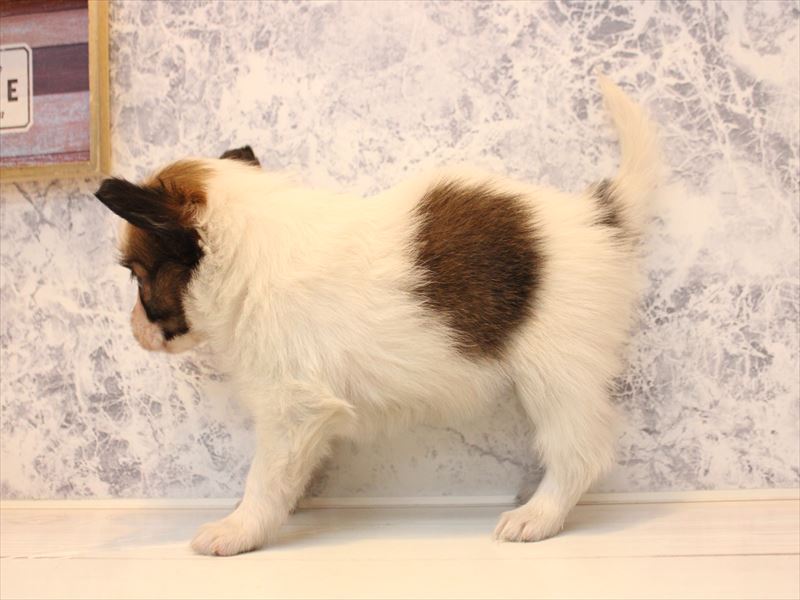 埼玉県のパピヨン (ワンラブ西武所沢ワルツ店/2025年10月14日生まれ/女の子/ホワイトブラウン)の子犬の3枚目の画像