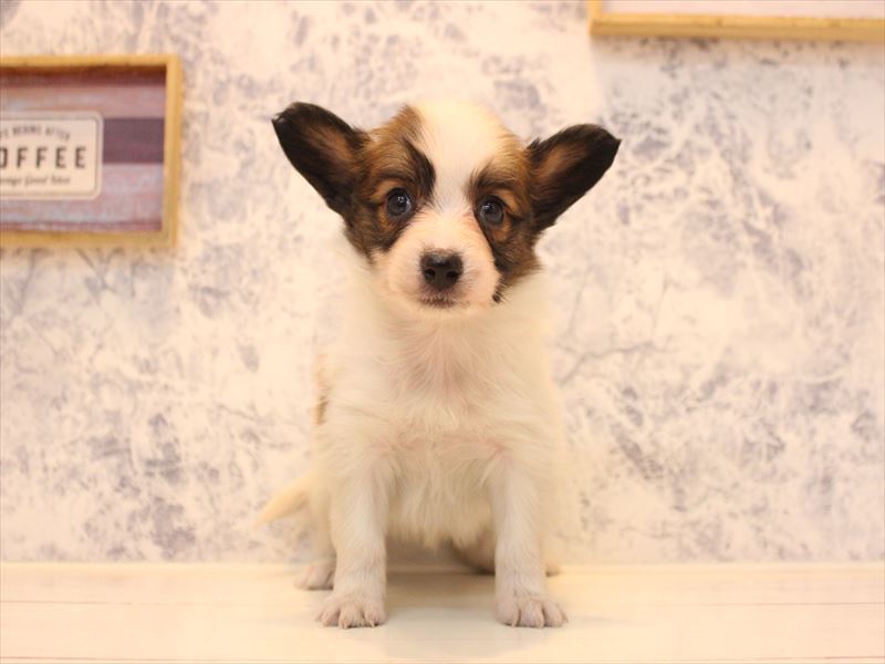 埼玉県のパピヨン (ワンラブ西武所沢ワルツ店/2025年10月14日生まれ/女の子/ホワイトブラウン)の子犬の2枚目の画像