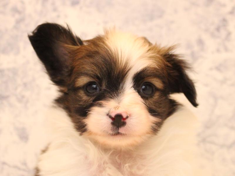 熊本県のパピヨン (ワンラブカインズ熊本宇土店/2025年10月14日生まれ/男の子/ホワイトブラウン)の子犬の1枚目の画像