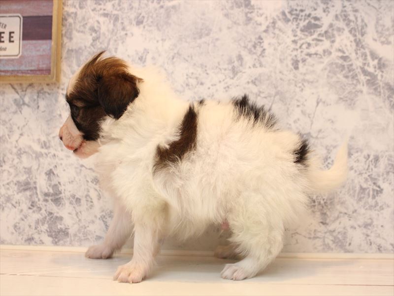 熊本県のパピヨン (ワンラブカインズ熊本宇土店/2025年10月14日生まれ/男の子/ホワイトブラウン)の子犬の3枚目の画像