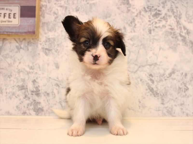 熊本県のパピヨン (ワンラブカインズ熊本宇土店/2025年10月14日生まれ/男の子/ホワイトブラウン)の子犬の2枚目の画像