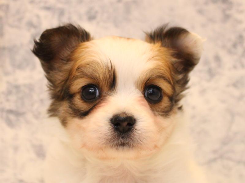 埼玉県のパピチー/チワパピ(パピヨン×チワワ) (ワンラブ埼玉寄居店/2025年10月14日生まれ/男の子/ホワイトブラウン)の子犬の1枚目の画像