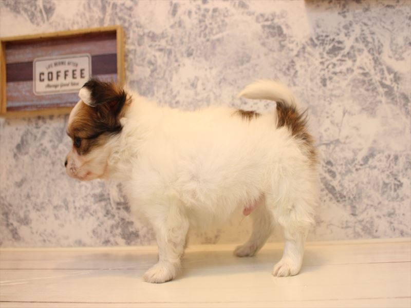 埼玉県のパピチー/チワパピ(パピヨン×チワワ) (ワンラブ埼玉寄居店/2025年10月14日生まれ/男の子/ホワイトブラウン)の子犬の3枚目の画像