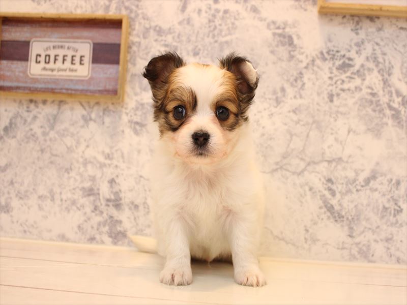 埼玉県のパピチー/チワパピ(パピヨン×チワワ) (ワンラブ埼玉寄居店/2025年10月14日生まれ/男の子/ホワイトブラウン)の子犬の2枚目の画像