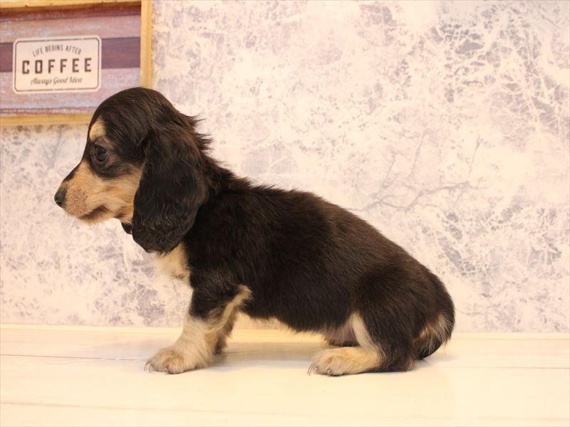 佐賀県のミニチュアダックスフンド(ロング) (ワンラブゆめタウン佐賀店/2025年10月12日生まれ/女の子/ブラックタン)の子犬の3枚目の画像