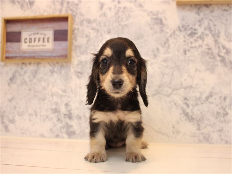 佐賀県のミニチュアダックスフンド(ロング) (ワンラブゆめタウン佐賀店/2025年10月12日生まれ/女の子/ブラックタン)の子犬の2枚目の画像