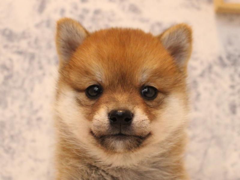 埼玉県の豆柴 (ワンラブ埼玉寄居店/2025年10月14日生まれ/女の子/赤)の子犬の1枚目の画像