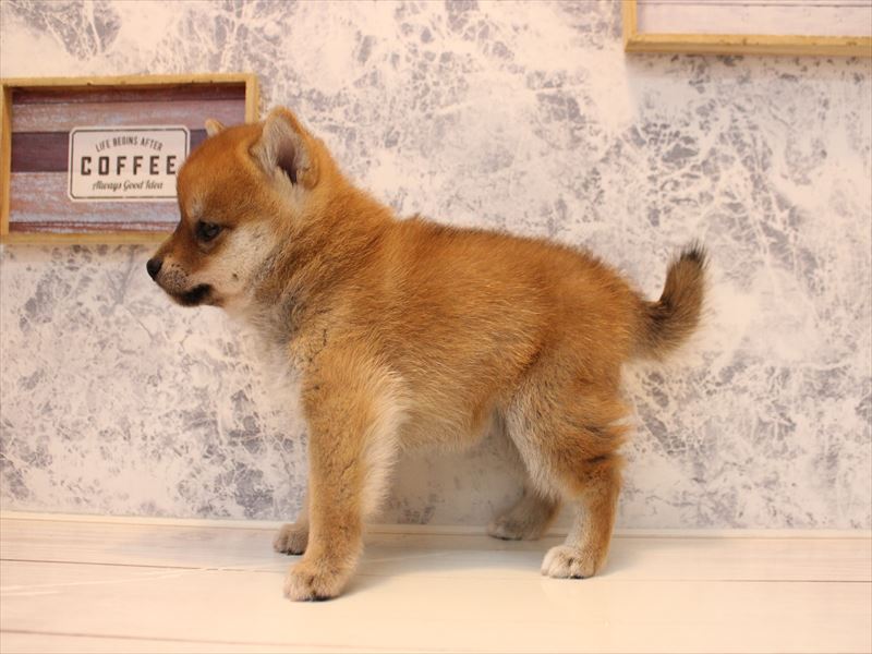 埼玉県の豆柴 (ワンラブ埼玉寄居店/2025年10月14日生まれ/女の子/赤)の子犬の3枚目の画像