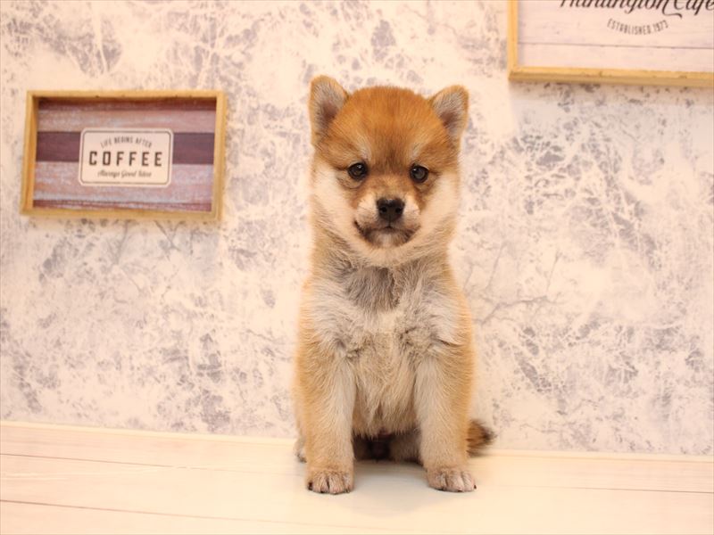 埼玉県の豆柴 (ワンラブ埼玉寄居店/2025年10月14日生まれ/女の子/赤)の子犬の2枚目の画像