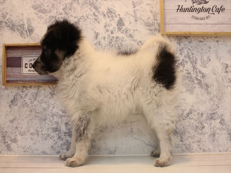 福岡県のｽﾋﾟｯﾂｼｪﾙﾃｨ【ｽﾋﾟｯﾂ×ｼｪﾙﾃｨ】 (ワンラブ福岡総本店/2025年10月12日生まれ/女の子/トライカラー)の子犬の3枚目の画像