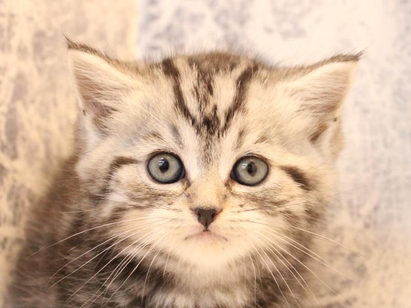 千葉県のマンチカン (ワンラブイオンフードスタイル新松戸店/2025年10月13日生まれ/男の子/シルバータビー)の子猫の1枚目の画像