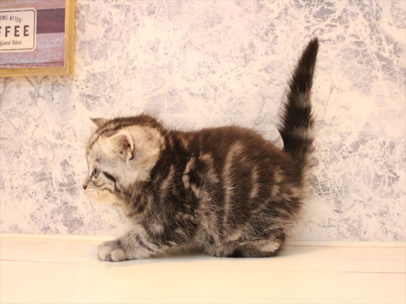 千葉県のマンチカン (ワンラブイオンフードスタイル新松戸店/2025年10月13日生まれ/男の子/シルバータビー)の子猫の3枚目の画像