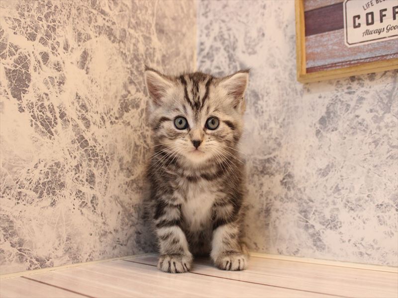 千葉県のマンチカン (ワンラブイオンフードスタイル新松戸店/2025年10月13日生まれ/男の子/シルバータビー)の子猫の2枚目の画像