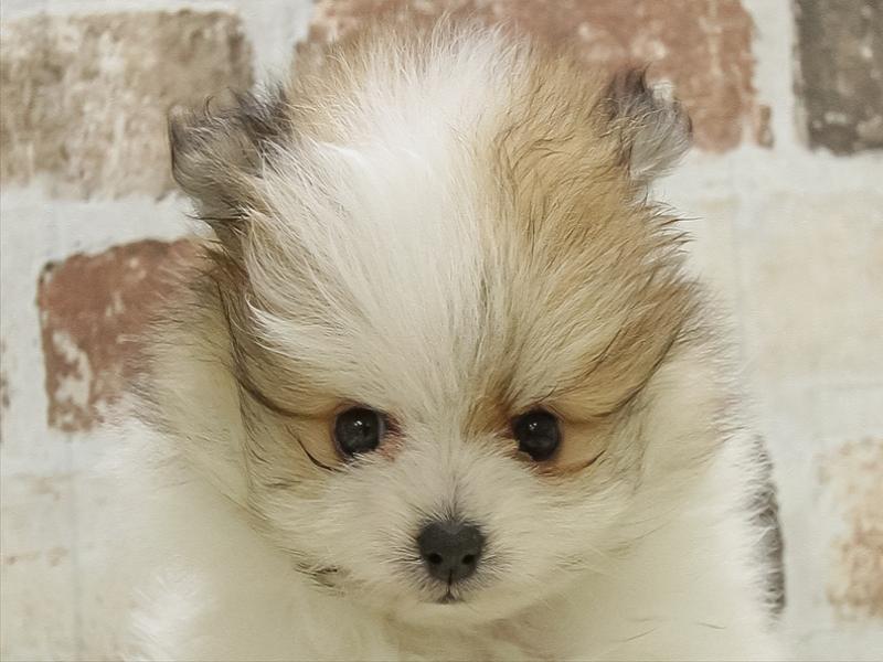 愛知県のポメラニアン (ワンラブららぽーと安城店/2025年10月13日生まれ/男の子/パーティーカラー)の子犬