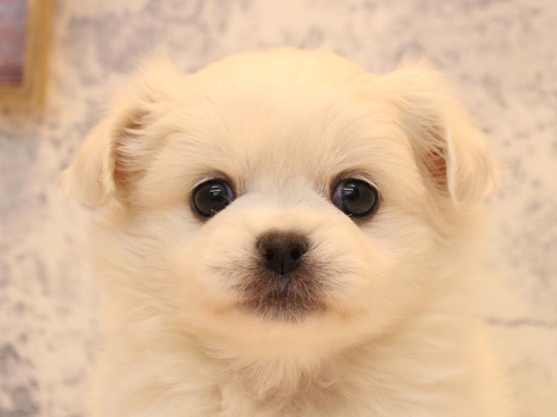 埼玉県のチワペキ/ペキチー/ペキチワ(チワワ×ペキニーズ) (ワンラブ埼玉寄居店/2025年10月12日生まれ/女の子/ホワイト)の子犬の1枚目の画像