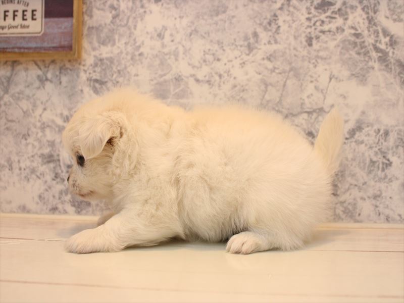 埼玉県のチワペキ/ペキチー/ペキチワ(チワワ×ペキニーズ) (ワンラブ埼玉寄居店/2025年10月12日生まれ/女の子/ホワイト)の子犬の3枚目の画像