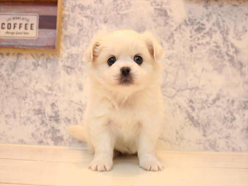 埼玉県のチワペキ/ペキチー/ペキチワ(チワワ×ペキニーズ) (ワンラブ埼玉寄居店/2025年10月12日生まれ/女の子/ホワイト)の子犬の2枚目の画像