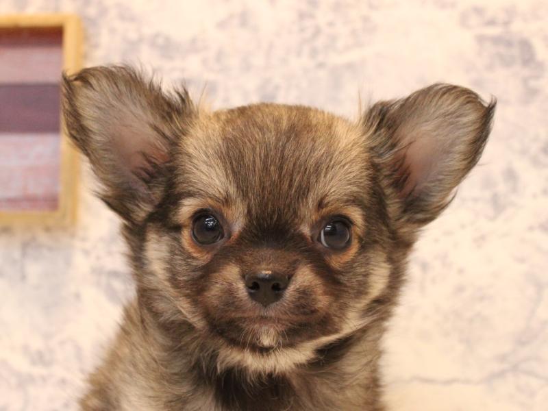 福岡県のチワワ(ロング) (ワンラブ福岡総本店/2025年10月11日生まれ/男の子/フォーン)の子犬の1枚目の画像