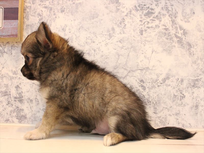 福岡県のチワワ(ロング) (ワンラブ福岡総本店/2025年10月11日生まれ/男の子/フォーン)の子犬の3枚目の画像