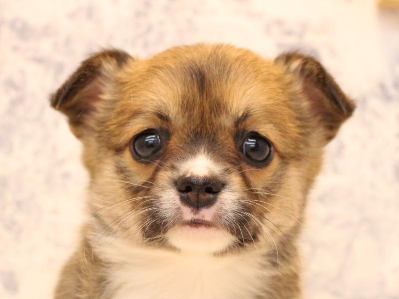 埼玉県のチワコーギー(チワワ×コーギー) (ワンラブ西武所沢ワルツ店/2025年10月9日生まれ/女の子/セーブルホワイト)の子犬