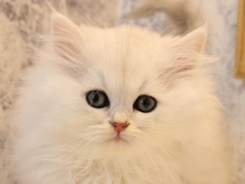 埼玉県のペルシャ (ワンラブ埼玉寄居店/2025年10月12日生まれ/男の子/チンチラシルバー)の子猫の1枚目の画像