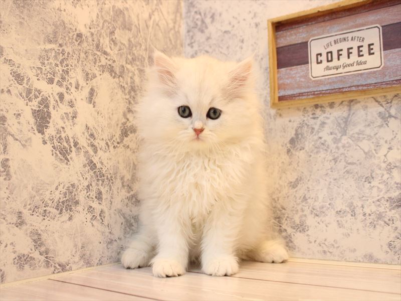 埼玉県のペルシャ (ワンラブ埼玉寄居店/2025年10月12日生まれ/男の子/チンチラシルバー)の子猫の2枚目の画像