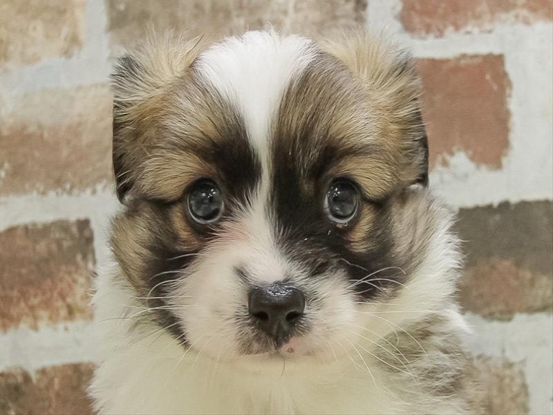 兵庫県のハーフ犬・ミックス犬 (ワンラブブルメール舞多聞店/2025年10月11日生まれ/男の子/セーブルホワイト)の子犬