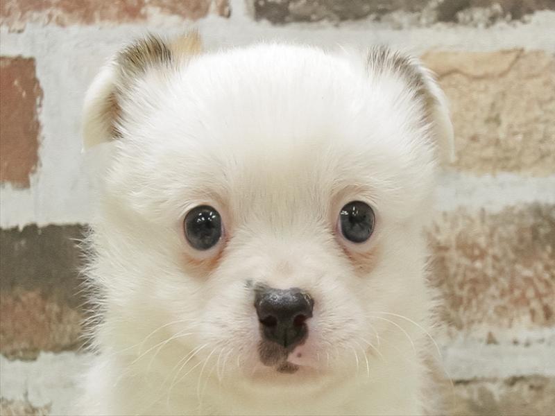 愛知県のハーフ犬・ミックス犬 (ワンラブドン・キホーテ パウ中川山王店/2025年10月11日生まれ/女の子/セーブルホワイト)の子犬の1枚目の画像