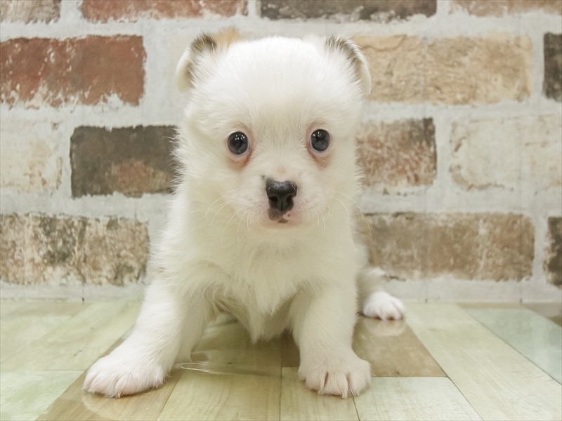 愛知県のハーフ犬・ミックス犬 (ワンラブドン・キホーテ パウ中川山王店/2025年10月11日生まれ/女の子/セーブルホワイト)の子犬の3枚目の画像