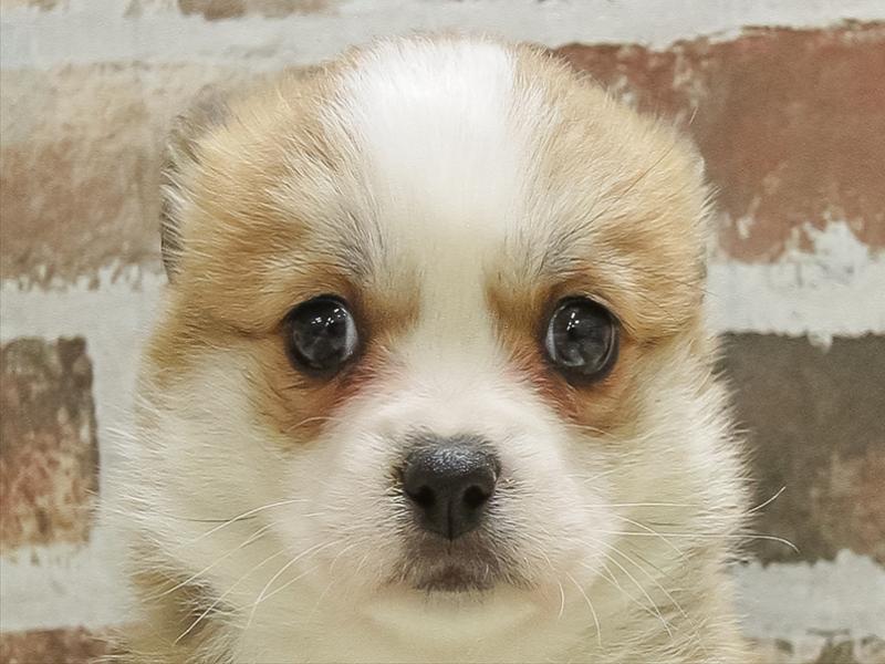 滋賀県のハーフ犬・ミックス犬 (ワンラブピエリ守山店/2025年10月11日生まれ/女の子/セーブルホワイト)の子犬の1枚目の画像